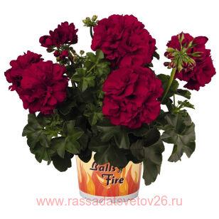 Пеларгония плющелистная Great Balls Velvet Red 30