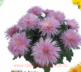 ���������� ������� YOUKO Agate 36