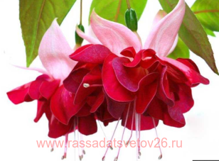 Фуксия Scarlet Sky 21