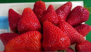 Клубника Клодия 21