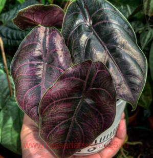 �������� Alocasia Azlanii 5