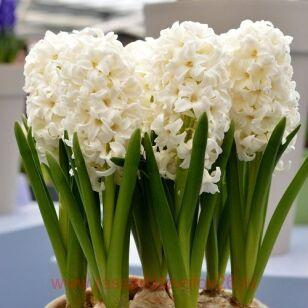 Гиацинт Hyacinthus Carnegie 2