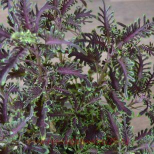 Колеус Kiwi Fern Blak 26