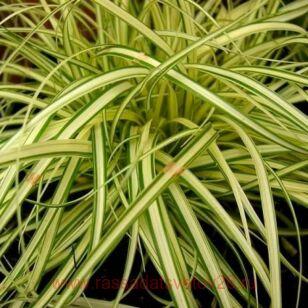 Осока охименская Evergold (Золото навсегда) 13