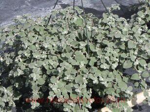 Гелихризум MICROPHYLLA 2