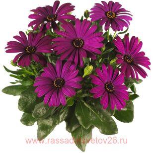 Остеоспремум Margarita Cool Purple 60