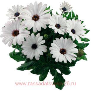 Остеоспермум MARGARITA PLUS WHITE 32