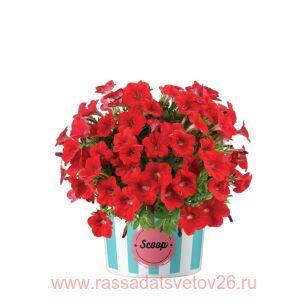 ПЕТУНИЯ SCOOP CHERRY GELATO 172