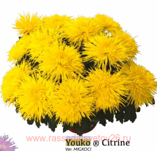 ���������� ������� YOUKO Citrine 38