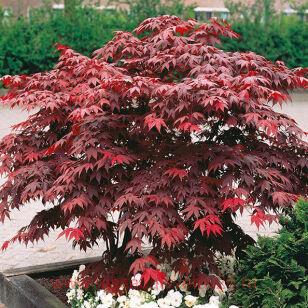 Клен веерный Atropurpureum 3