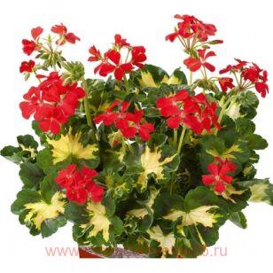 Пеларгония пестролистная Happy Thought Red 11