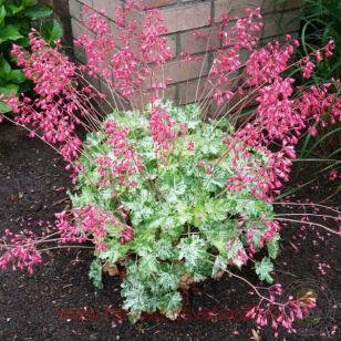 ������� Snow Angel (������� �����) 217