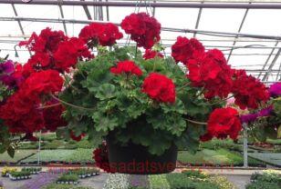  Calliope Dark Red 78