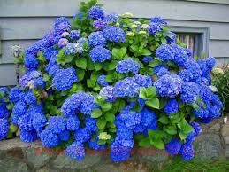 Гортензия крупнолистная Early Blue 61