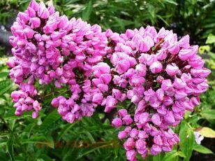 Флокс метельчатый Бутоник 33