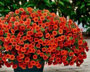 ���������� Noa Papaya 29