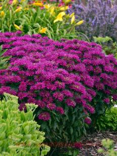 ������� SUGAR BUZZ� Grape Gumball 2