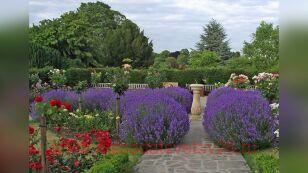 ЛАВАНДА УЗКОЛИСТНАЯ MUNSTEAD 26