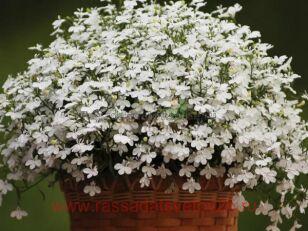 Лобелия Laguna White 13