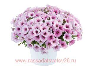 Петуния SCOOP VIOLET CREME