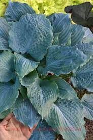 Хоста Diamond Lake 63