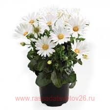 Остеоспермум Sunny Pingo