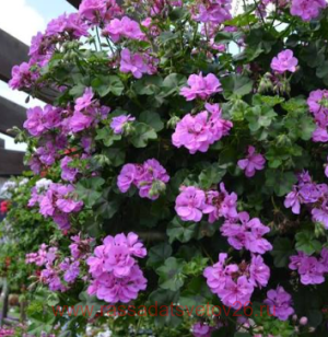 ���������� ������������ SUNFLAIR� AMY AMETHYST 64