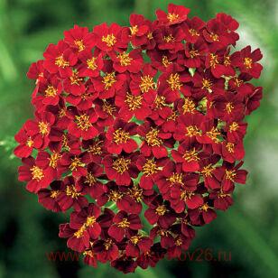 Тысячелистник Desert Eve Red 11