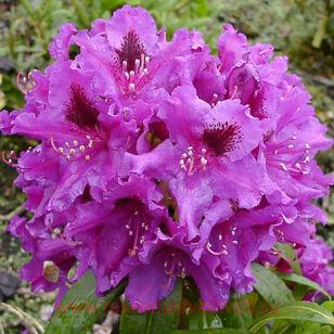 Рододендроны вечнозеленые Азурро (Azurro) 11