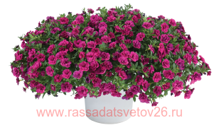 Калибрахоа Colibri Double Deep Purple
