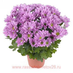 Хризантема среднецветковая Breeze Rosy 127