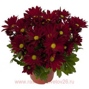 Хризантема горшечная Breeze Dark Red® 50г