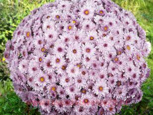 Хризантема мультифлора Sunbeam Pink Bi-color 9