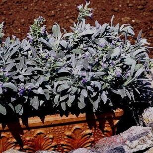 Шалфей Nazareth 6