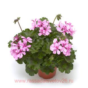 Пеларгония Calliope® Cascade Dark Pink 199