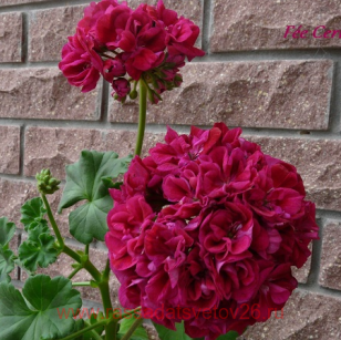 Пеларгония 'Fée Cerise Polina 0
