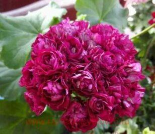Пеларгония розебудная Monseruds rosen 0