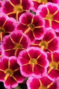 ���������� CALILOCO STARFIRE ROSE 32