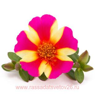 Портулак Duna Purple Crosse 4