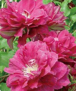 Клематис Clematis Akafuji 1