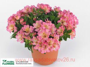Альстромерия Inticancha Sunshine 10