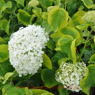 Гортензия древовидная Голден Аннабель 211