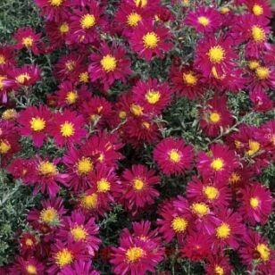 Астра ново-бельгийская Winston Churchill 17