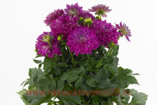 Георгина Hypnotica Purple 9