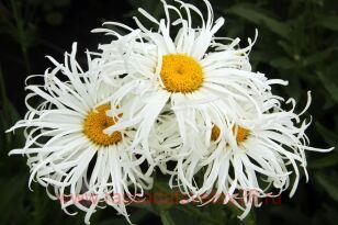 Нивяник наибольший Олд Корт Верайети 22