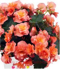 Бегония элатиор Solenia APRICOT 6
