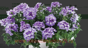  VANESSA BIC. INDIGO 9