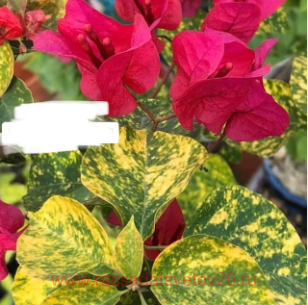 Бугенвиллия Snow Red 9