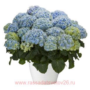Гортензия крупнолистная 'Hi Mountain'PBR 163