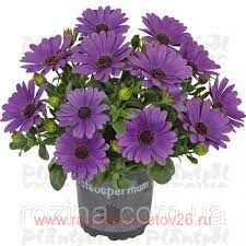 Остеоспермум DALINA COMPACT Lavender 70